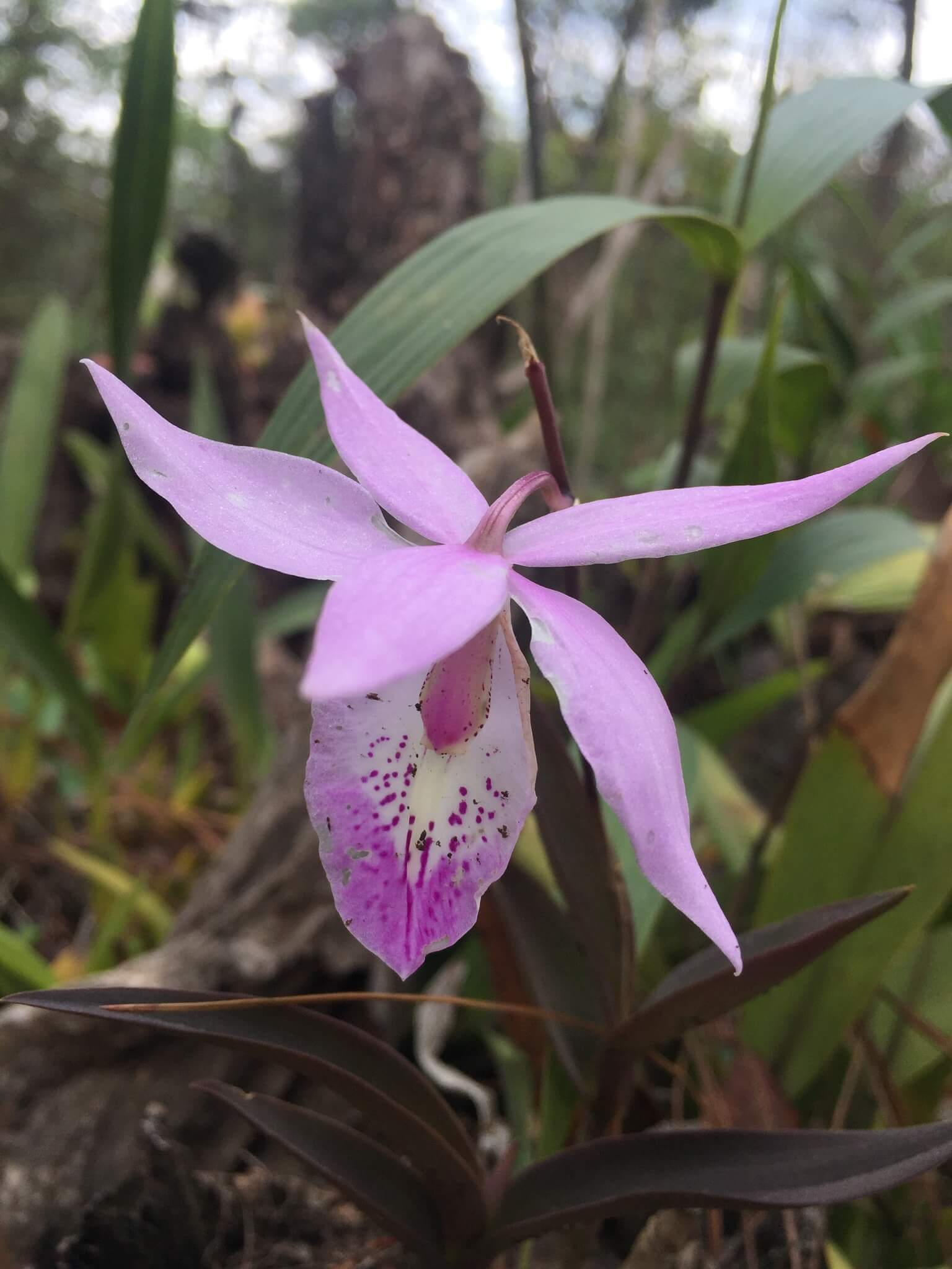 Barkeria spectabilis